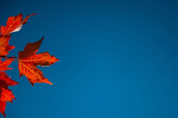 Looking Over The Autumn